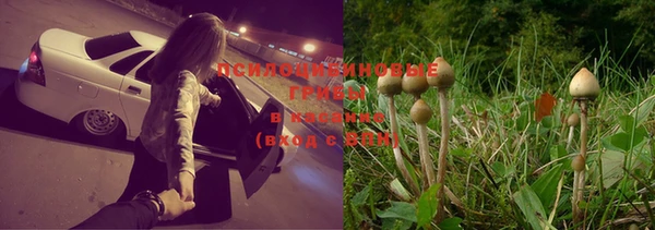 индика Аркадак