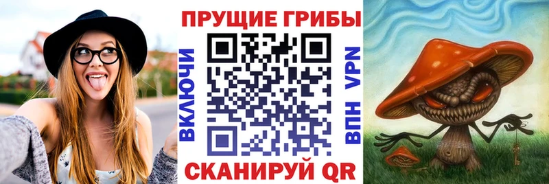Галлюциногенные грибы Psilocybine cubensis Свирск